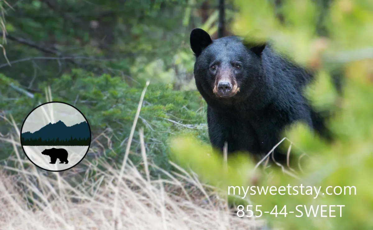 A tranquil outdoor scene featuring a black bear amidst lush green foliage, surrounded by the natural landscape of Pigeon Forge. The image highlights the area's abundant wildlife and the immersive nature experiences available just outside the property.