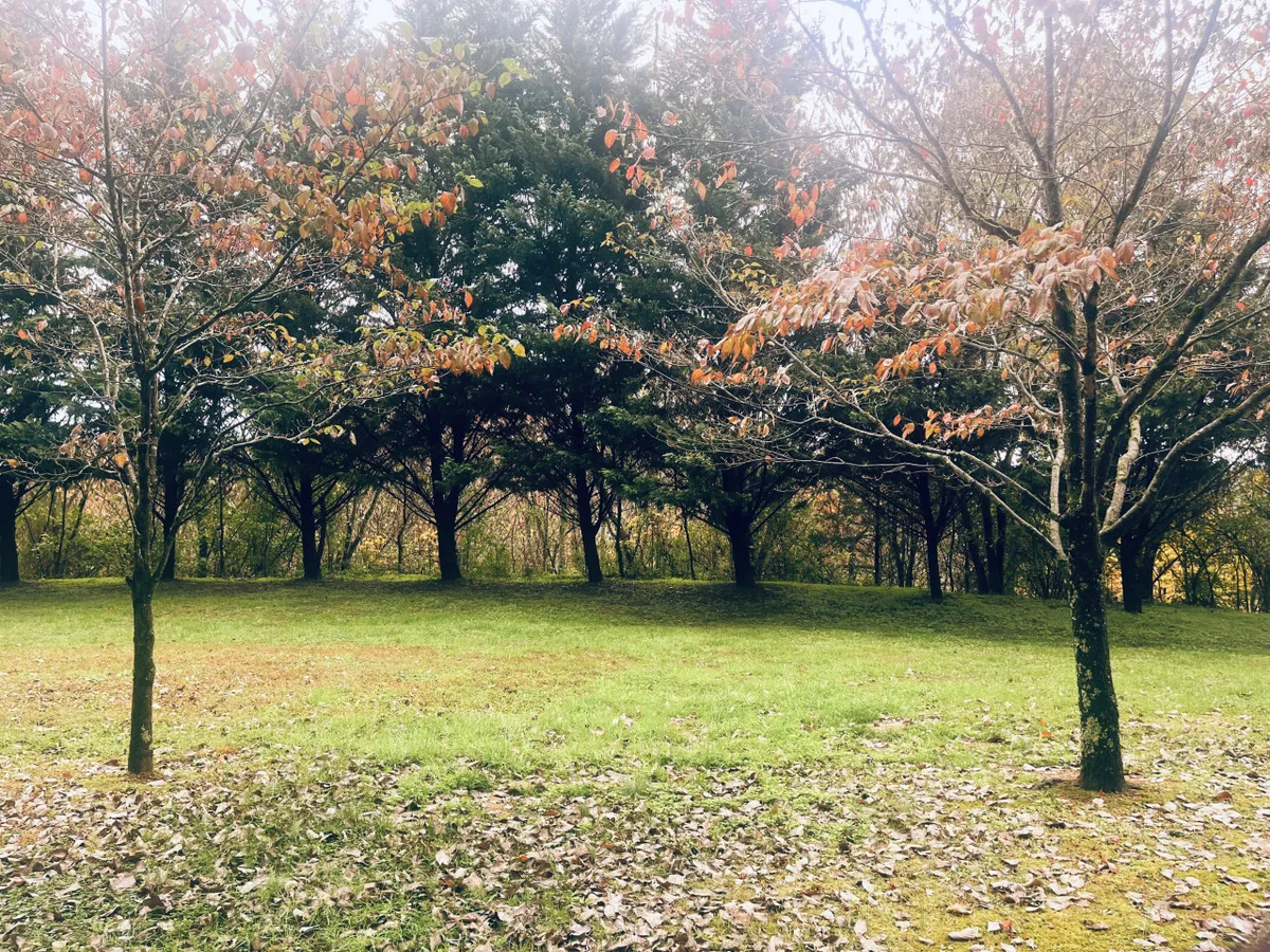 The image shows the serene exterior grounds of the condo, framed by tall trees, a carpet of green grass dotted with fallen autumn leaves, and inviting natural light. The peaceful, wooded setting hints at opportunities for outdoor relaxation, picnics, nature walks, and seasonal foliage viewing.